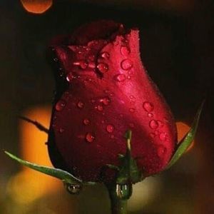 Meet your Posher, Armida